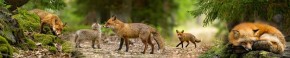 Кухонный фартук Фауна 005 МДФ матовый (3000) Fauna в Златоусте - zlatoust.ok-mebel.com | фото