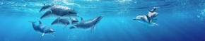 Кухонный фартук Фауна 053 Дельфины МДФ матовый (3000) Fauna в Златоусте - zlatoust.ok-mebel.com | фото 2